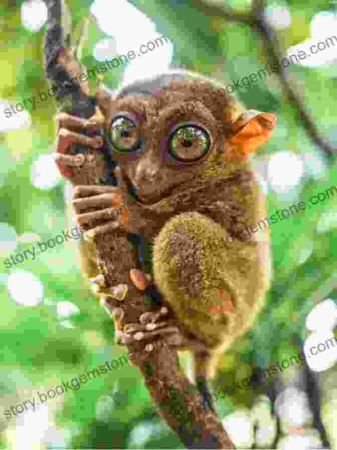A Close Up Photograph Of A Tarsier In Bohol, Philippines, Showcasing Its Large Eyes And Nocturnal Nature Time To Travel To The Philippines : Picture Perfect Paradise