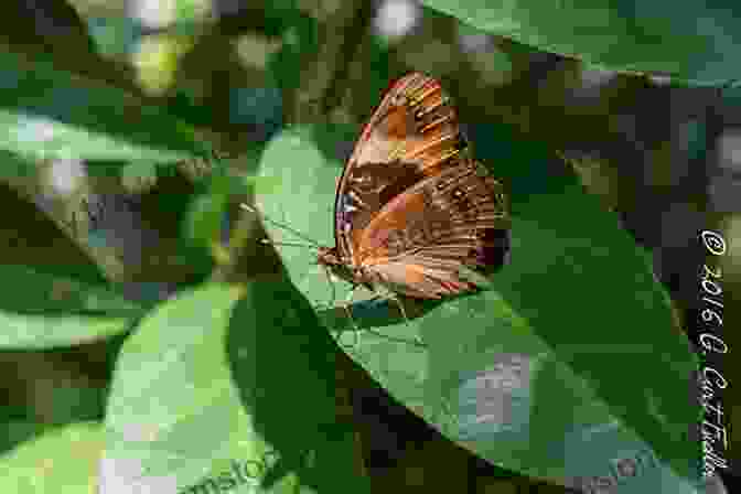 A Close Up Photograph Of An Eight Spot Butterfly Perched On A Leaf. The Butterfly Has Dark Brown Wings With Eight Distinctive White Spots And An Orange Body. No Country For Eight Spot Butterflies: A Lyric Essay