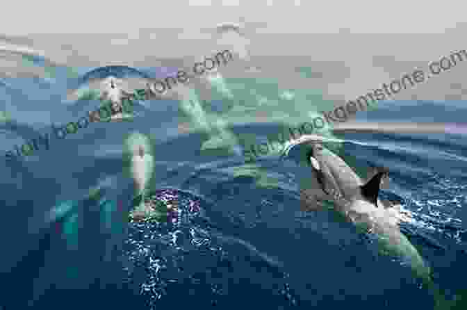 A Group Of Whales Swimming In The Ocean In Antarctica. Antarctica: Penguins Whales And Happiness