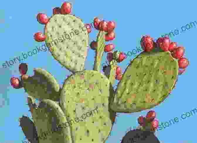 Detailed And Realistic Cactus Painting With Prickly Textures And Gentle Hues Watercolor Botanical Garden: A Modern Approach To Painting Bold Flowers Plants And Cacti