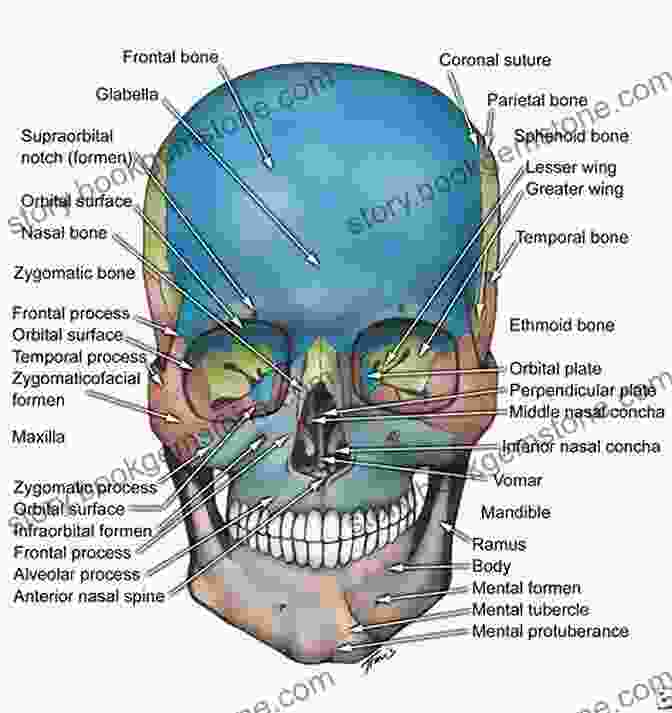 Detailed Diagram Of The Human Head Anatomy, Highlighting Muscles, Bones, And Features Painting And Drawing The Head