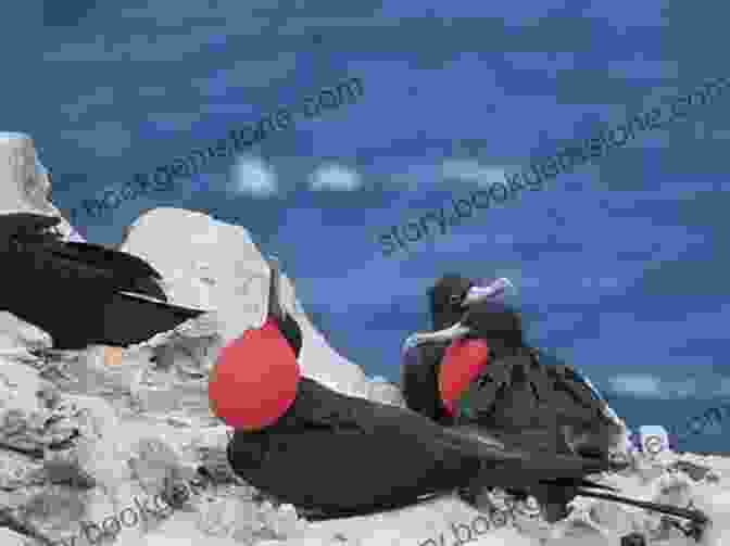 Frigatebirds Soaring Over Ascension Island St Helena: Ascension Tristan Da Cunha (Bradt Travel Guides)
