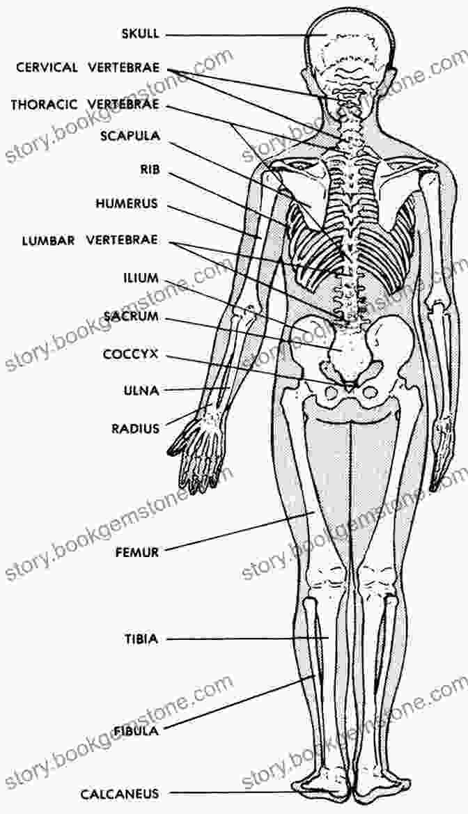 Human Skeleton Anatomy Diagram With Labeled Bones Anatomy Sketchbook Drawing Lessons Using The Human Figure