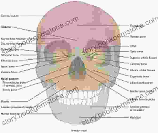 Human Skull Anatomy Diagram With Labeled Bones Anatomy Sketchbook Drawing Lessons Using The Human Figure