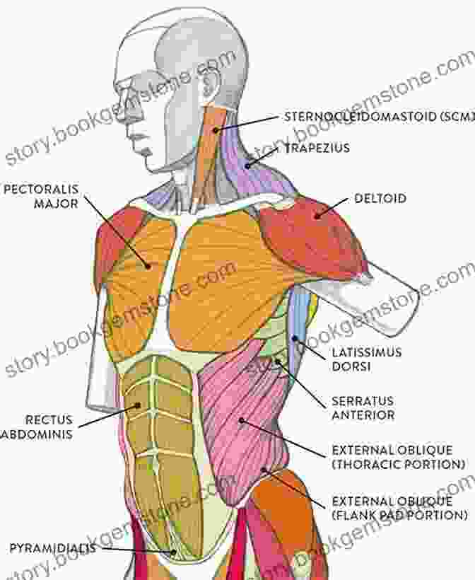Human Torso Anatomy Diagram With Labeled Muscles Anatomy Sketchbook Drawing Lessons Using The Human Figure